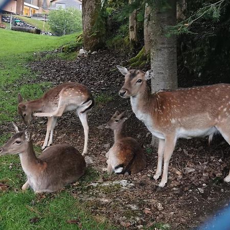 Ferienwohnung An Der Alten Saege Bezau Esterno foto