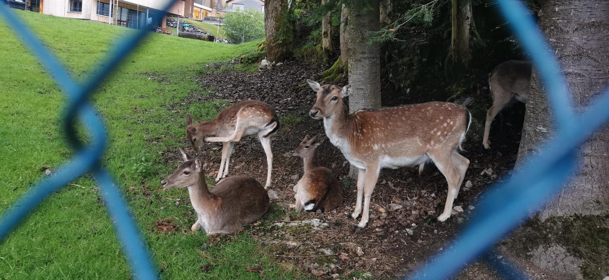 Ferienwohnung An Der Alten Saege Bezau Esterno foto